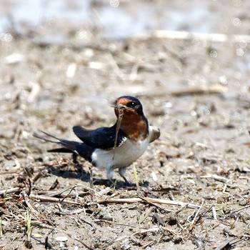 Barn Swallow 琵琶湖 Sun, 4/29/2018