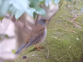 2023年12月31日(日) 京都御苑の野鳥観察記録