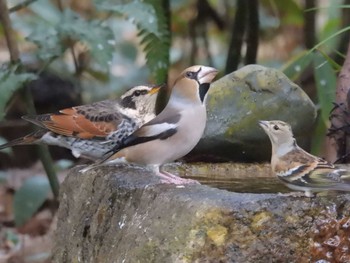 2023年12月29日(金) 京都御苑の野鳥観察記録