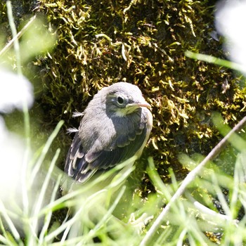 White Wagtail 本巣市 Sat, 5/5/2018