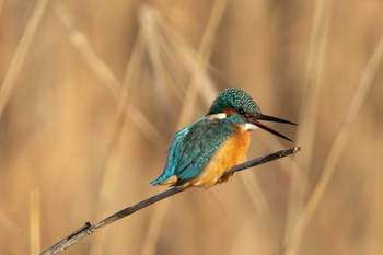 Common Kingfisher Unknown Spots Fri, 12/29/2023