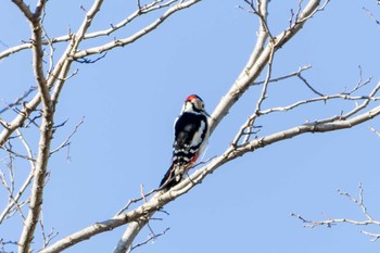 Great Spotted Woodpecker Unknown Spots Fri, 12/29/2023