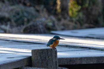 Common Kingfisher Unknown Spots Fri, 12/29/2023