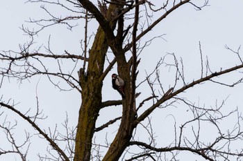 Great Spotted Woodpecker Unknown Spots Fri, 12/29/2023