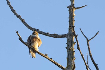 Eastern Buzzard Unknown Spots Fri, 12/29/2023