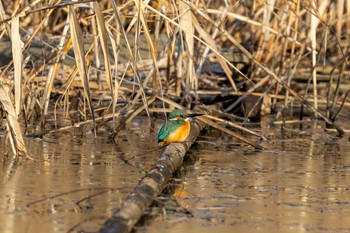 Common Kingfisher Unknown Spots Fri, 12/29/2023