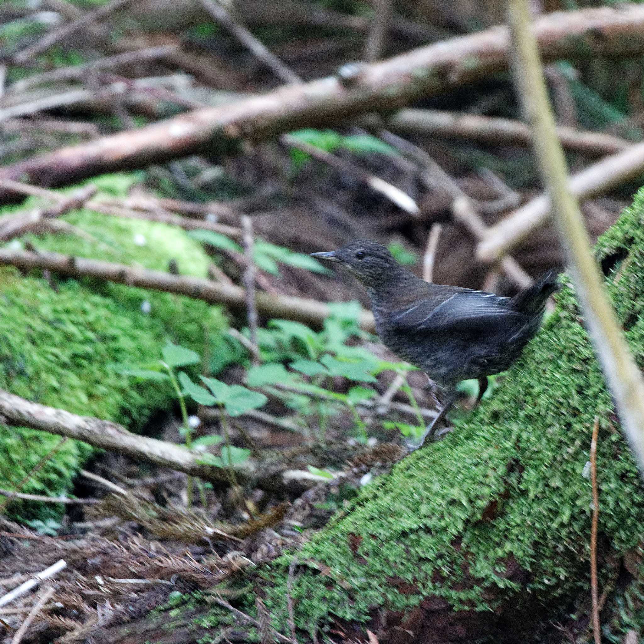 Photo of Brown Dipper at 本巣市 by herald