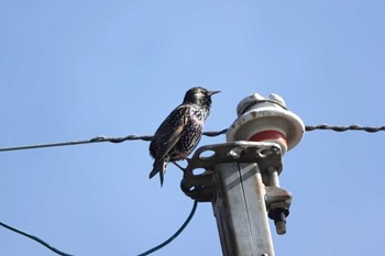 Common Starling 愛知県 Sat, 12/30/2023