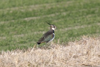 Northern Lapwing Unknown Spots Sat, 12/30/2023