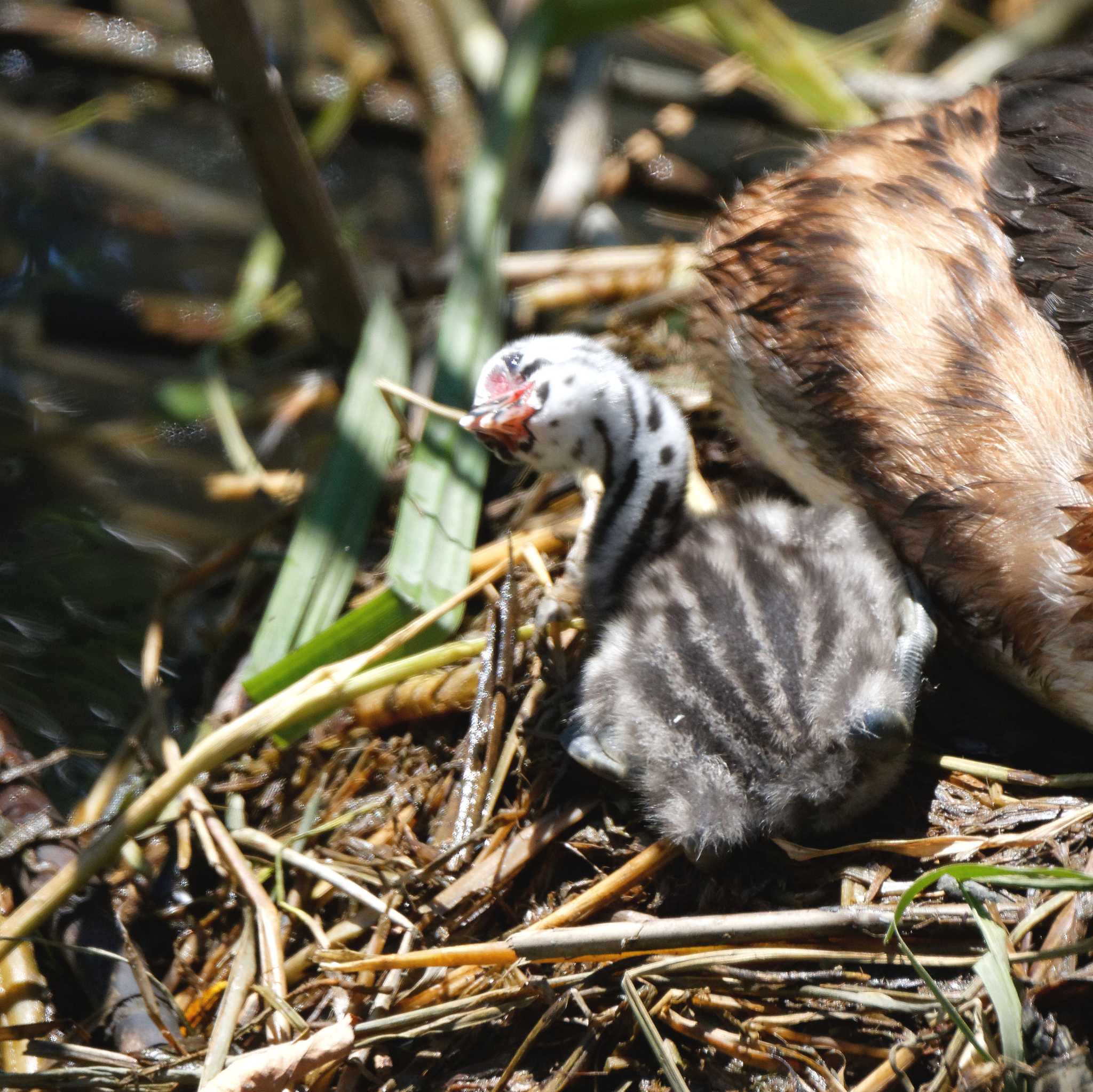 Photo of Great Crested Grebe at 琵琶湖 by herald