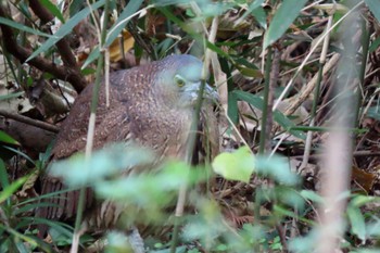 2023年12月24日(日) 水元公園の野鳥観察記録