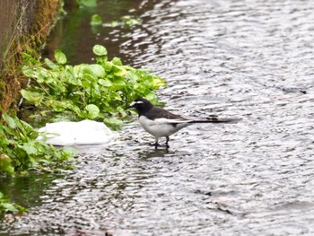 Japanese Wagtail 大津市長沢川 Sun, 12/31/2023