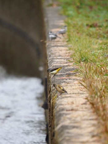 Grey Wagtail 大津市長沢川 Sun, 12/31/2023