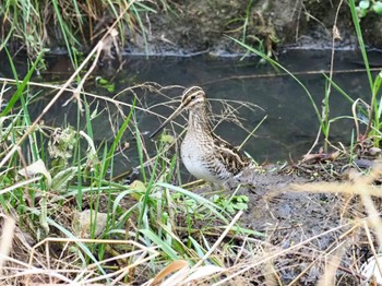 Common Snipe 大津市長沢川 Sun, 12/31/2023