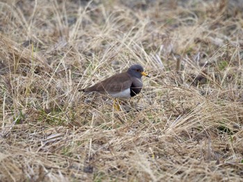 Grey-headed Lapwing 大津市長沢川 Sun, 12/31/2023