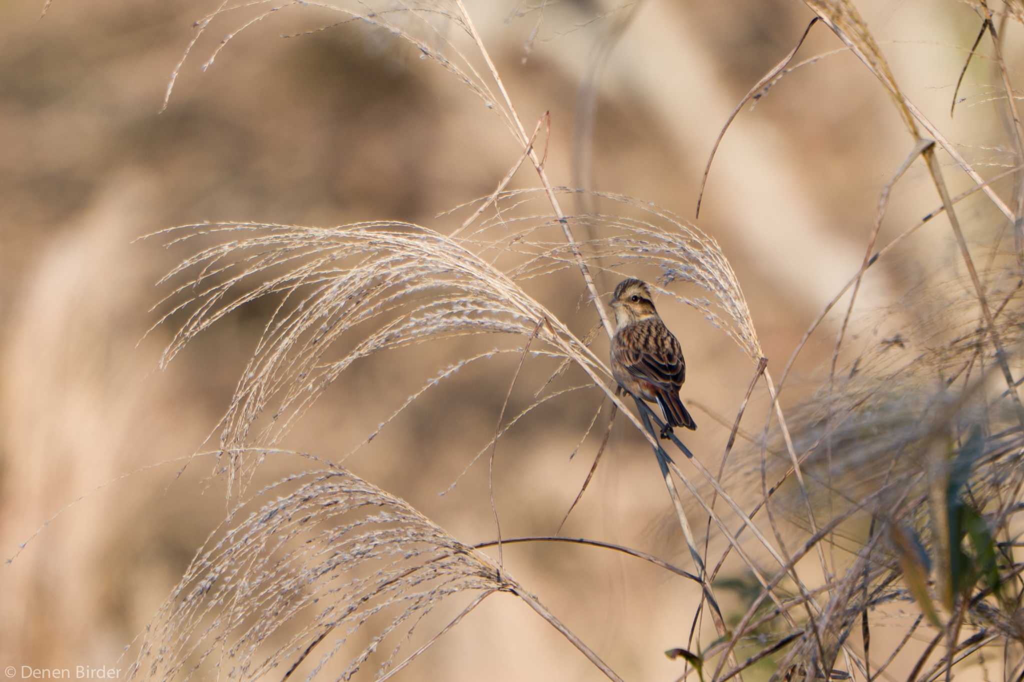 過去Picから by 田園Birder