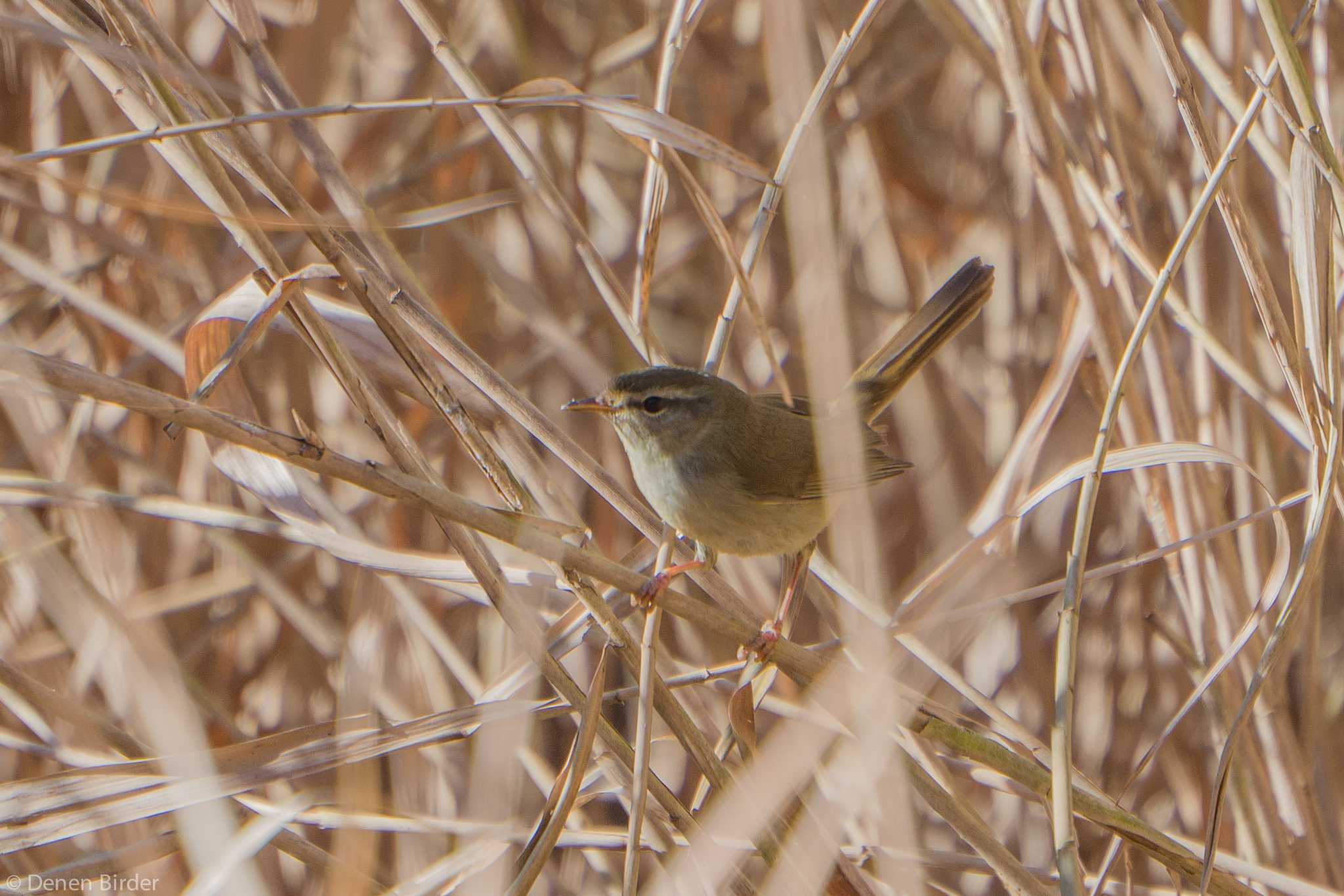 過去Picから by 田園Birder