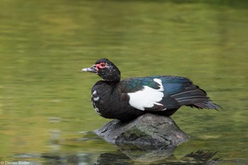 Muscovy Duck 檜町公園(東京ミッドタウン) Mon, 9/18/2023