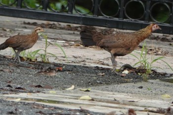 Red Junglefowl ケンクラチャン Unknown Date