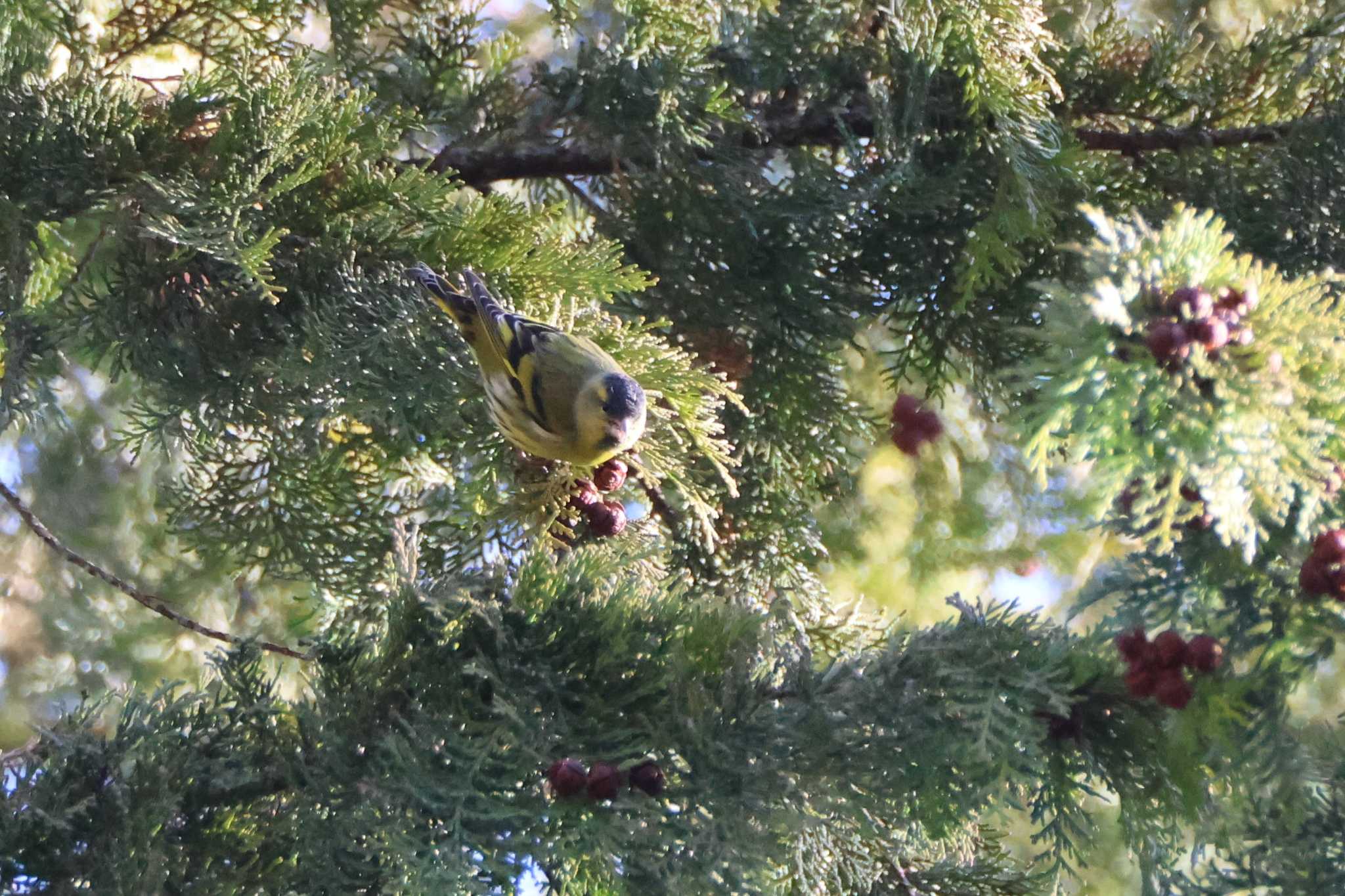 Photo of Eurasian Siskin at 三河湖園地 by OHモリ