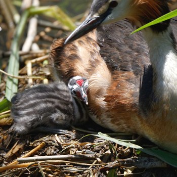 Great Crested Grebe 琵琶湖 Sat, 6/16/2018