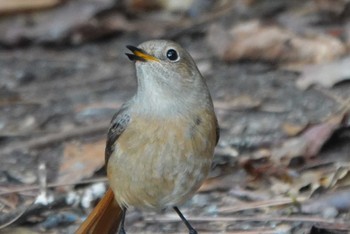 ジョウビタキ 大阪南港野鳥園 2023年12月25日(月)