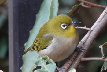 Warbling White-eye Osaka Nanko Bird Sanctuary Mon, 12/25/2023