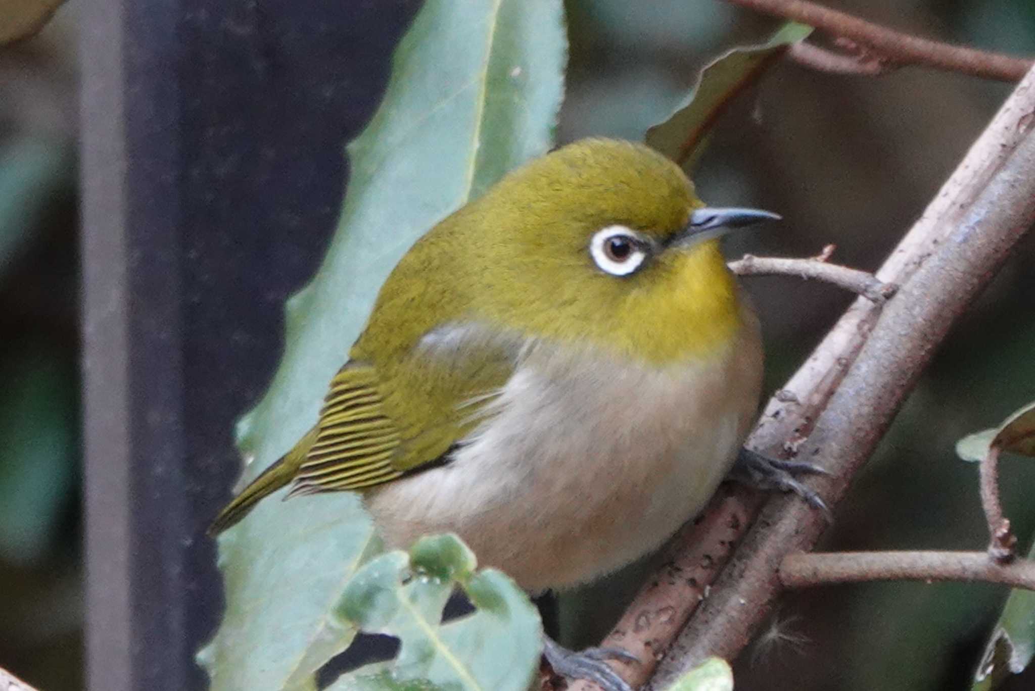 大阪南港野鳥園 メジロの写真 by テツ