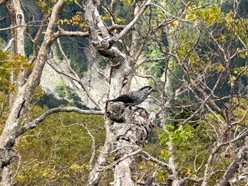 Spotted Nutcracker 塩見岳 Sat, 9/23/2023