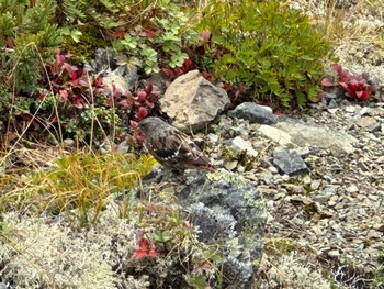 Alpine Accentor 塩見岳 Sat, 9/23/2023