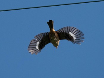 Sun, 9/17/2023 Birding report at 竜洋海浜公園