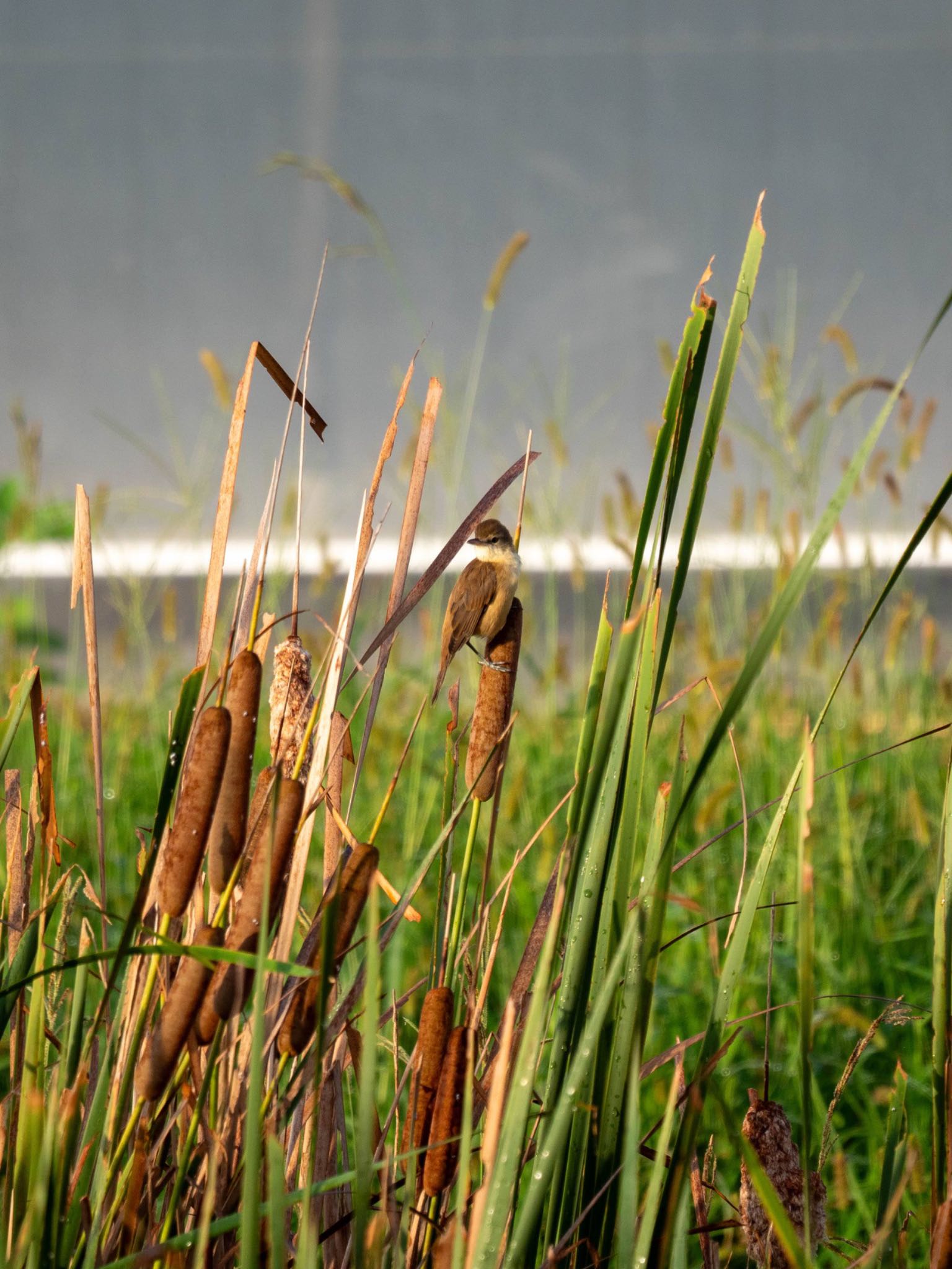 Photo of Oriental Reed Warbler at 竜洋海浜公園 by アカウント14991