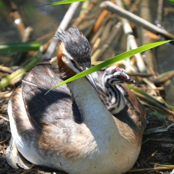 Great Crested Grebe 琵琶湖 Sat, 6/16/2018