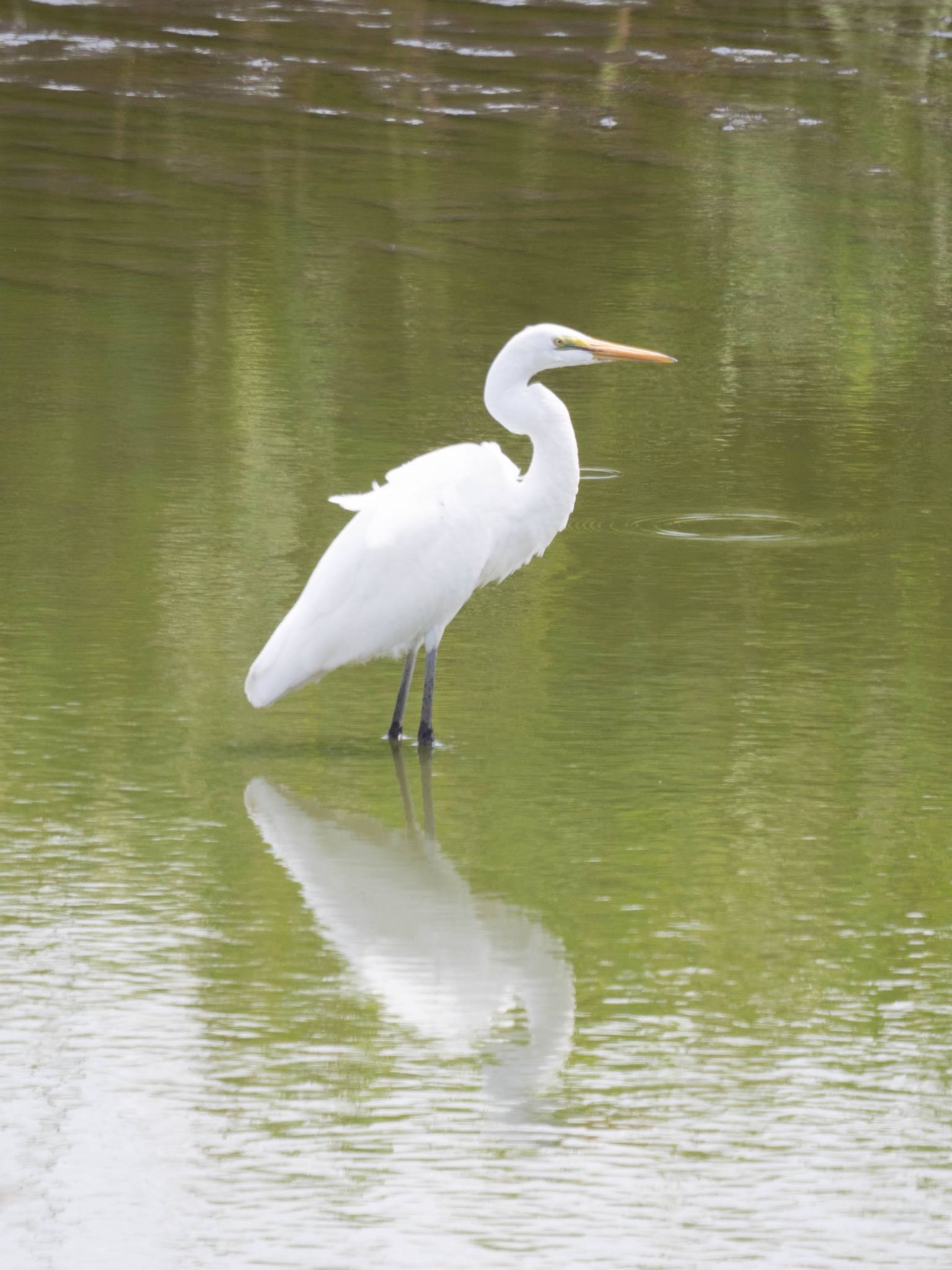 東京港野鳥公園 チュウサギの写真 by アカウント14991