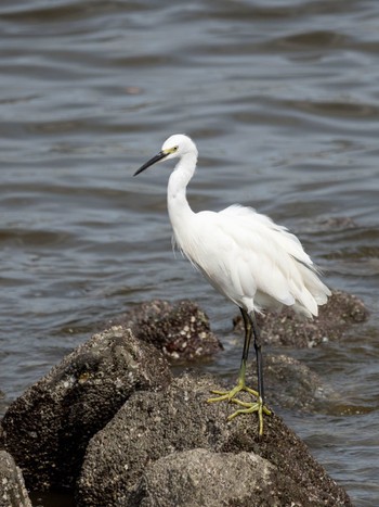 Little Egret Tokyo Port Wild Bird Park Sun, 9/3/2023