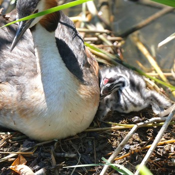 Great Crested Grebe 琵琶湖 Sat, 6/16/2018