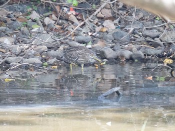 Black-crowned Night Heron Tokyo Port Wild Bird Park Sun, 9/3/2023