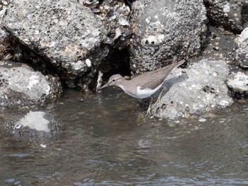 Common Sandpiper Tokyo Port Wild Bird Park Sun, 9/3/2023