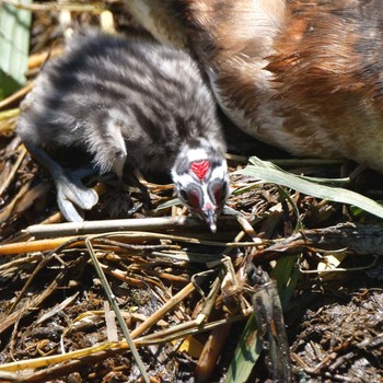 Great Crested Grebe 琵琶湖 Sat, 6/16/2018