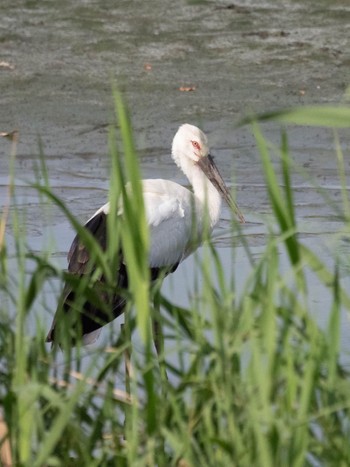 Oriental Stork Tokyo Port Wild Bird Park Sat, 9/2/2023