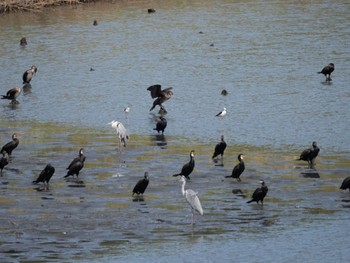 Black-winged Stilt Tokyo Port Wild Bird Park Sat, 9/2/2023