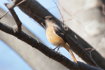 Daurian Redstart 馬見丘陵公園 Fri, 12/29/2023