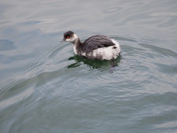 Black-necked Grebe 滋賀県湖北 Fri, 12/29/2023