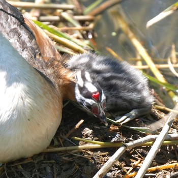 Great Crested Grebe 琵琶湖 Sat, 6/16/2018