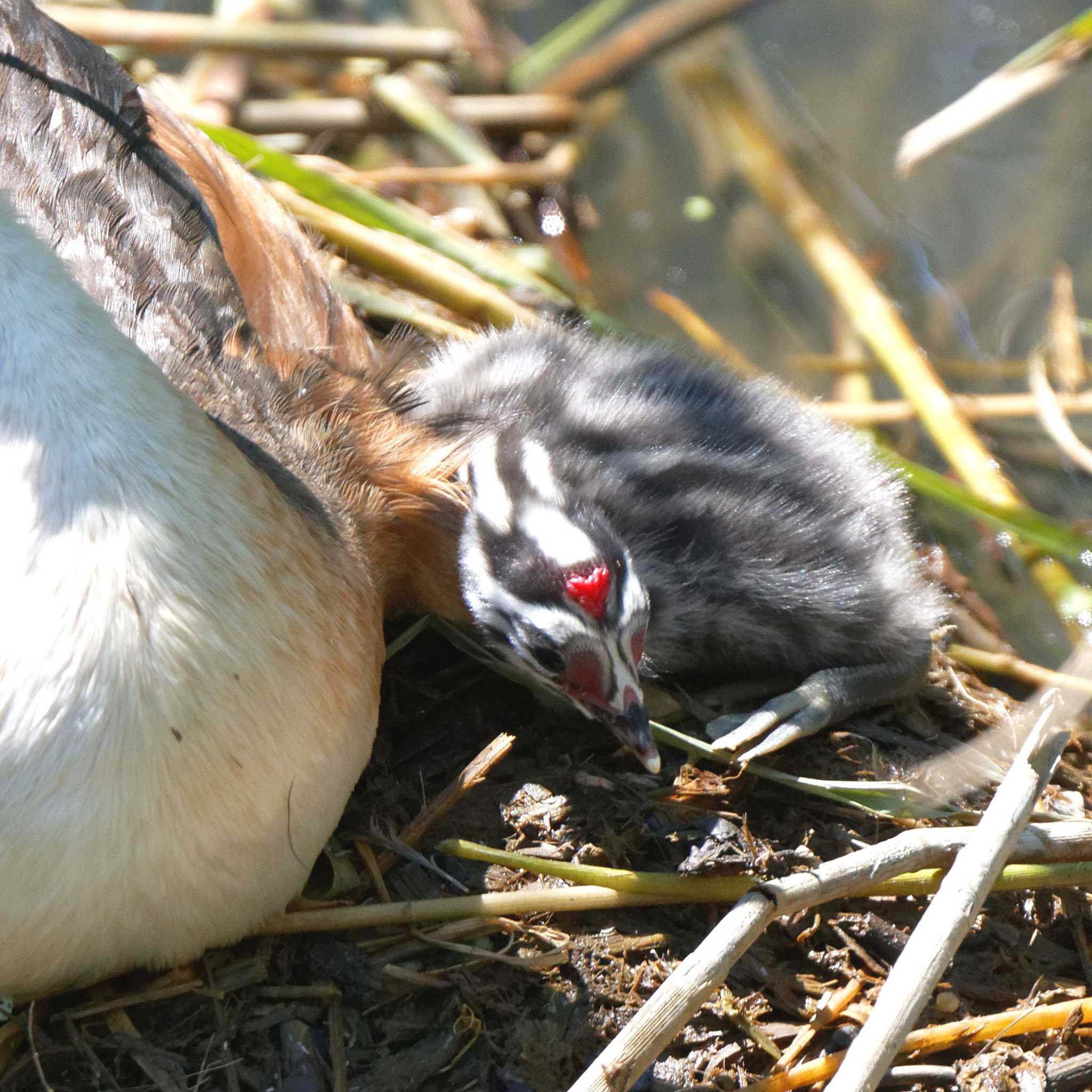 Photo of Great Crested Grebe at 琵琶湖 by herald