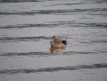 Gadwall 滋賀県湖北 Fri, 12/29/2023