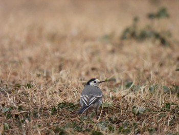 White Wagtail(alba) バルセロナ,スペイン Thu, 12/28/2023