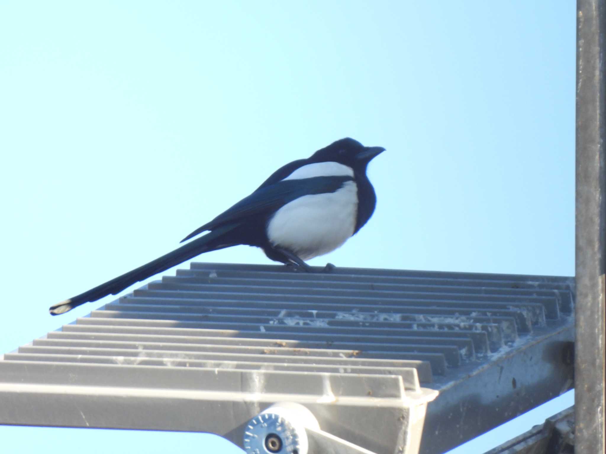 Eurasian Magpie