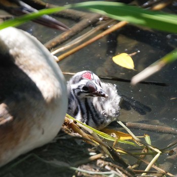 Great Crested Grebe 琵琶湖 Sat, 6/16/2018