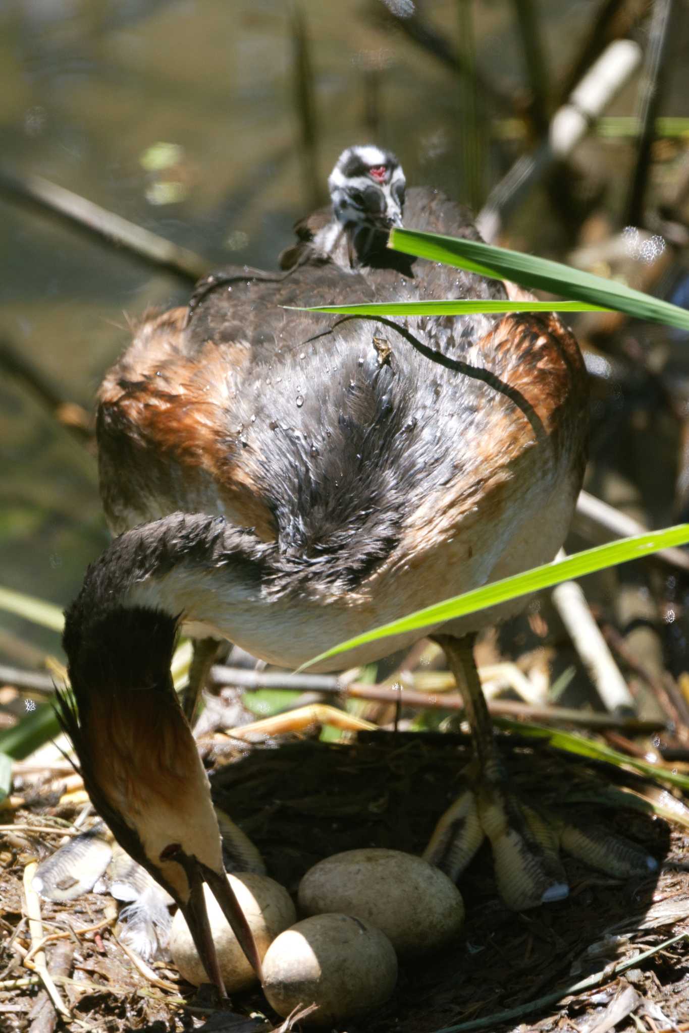 琵琶湖 カンムリカイツブリの写真 by herald